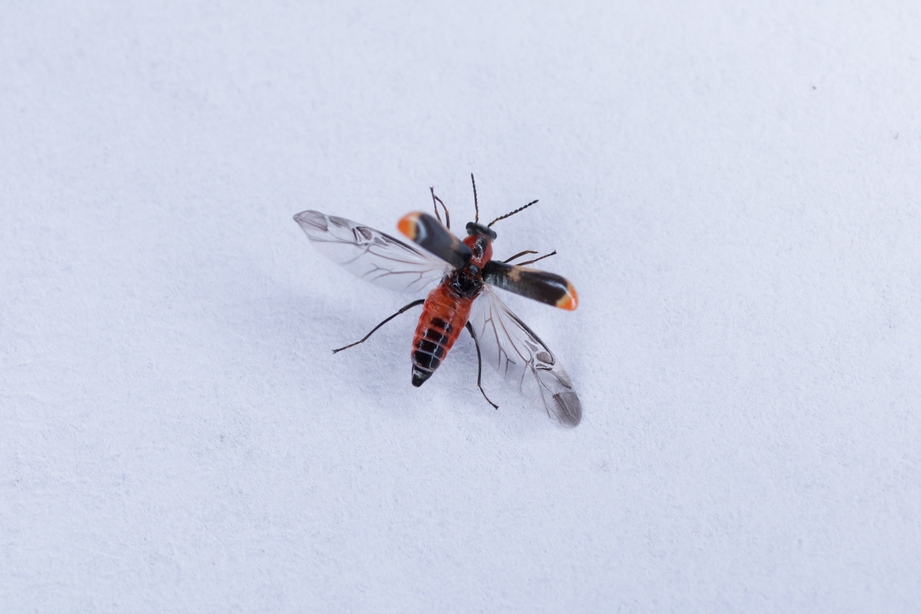 Malachiidae: Attalus minimus
